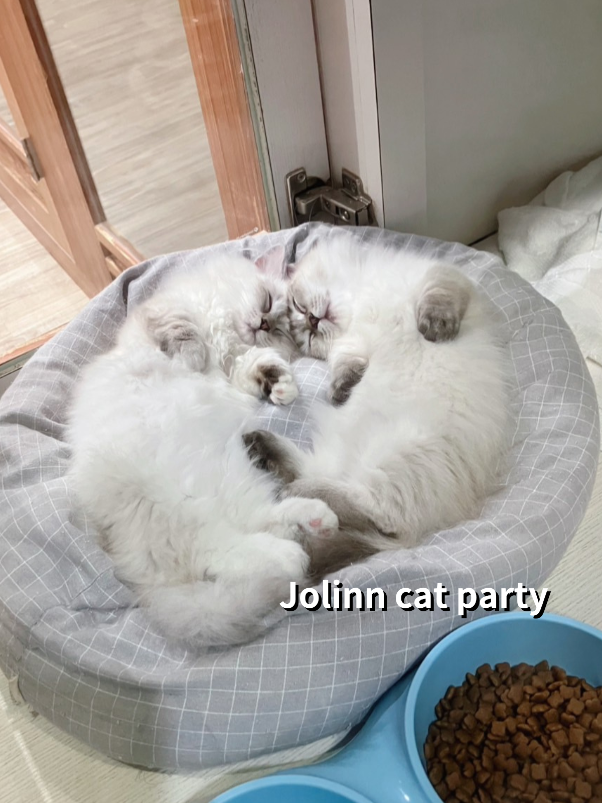 貓咪派對／布偶色小步舞曲