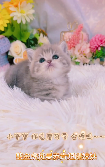 星光貓舍／藍金虎斑曼赤肯