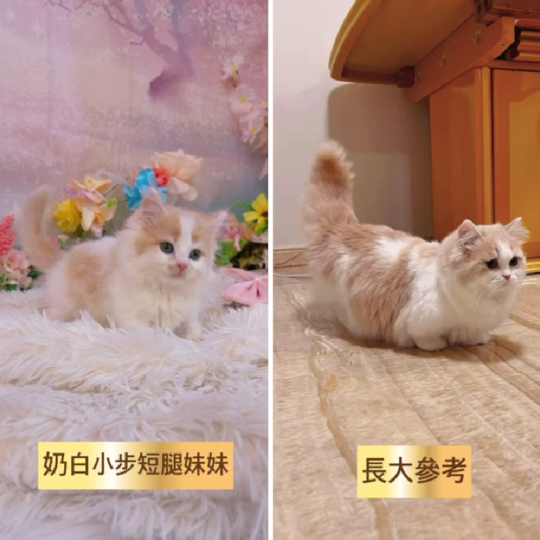 星光貓舍／奶白小步舞曲