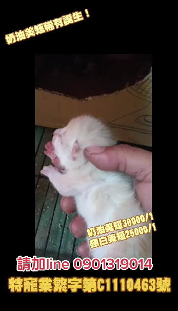 幸福朵貓貓貓舍／奶白&銀白美國短毛貓