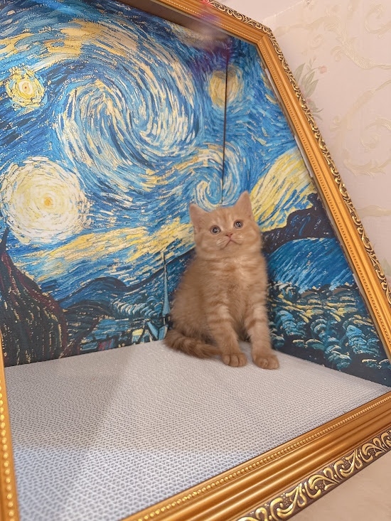 星光貓舍／肉桂奶油英國短毛貓