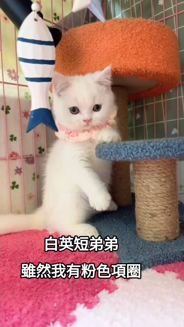 刻在你心底的貓／白色英國短毛貓