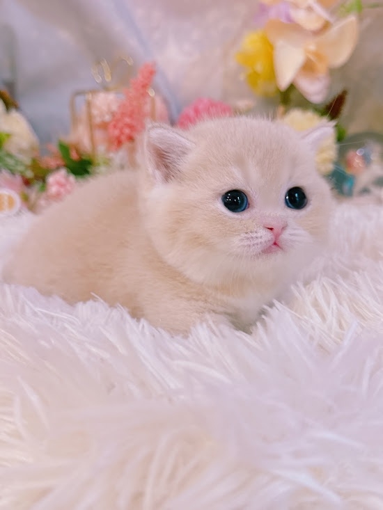 星光貓舍／乳金漸層曼赤肯