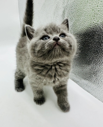 小莎貓屋／藍色英國短毛貓