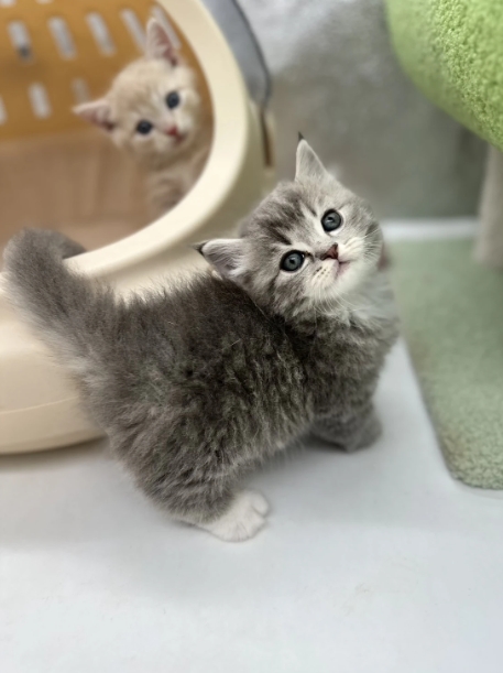 小莎貓屋／藍奶油虎斑手套色曼赤肯