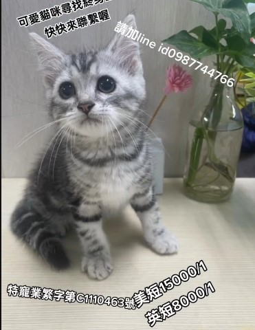 幸福朵貓貓貓舍／美國短毛貓&英國短毛貓