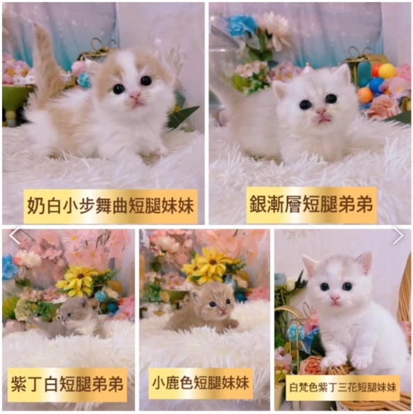星光貓舍／小步舞曲&曼赤肯