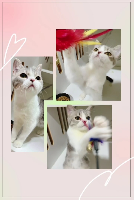 布魯斯貓舍／藍奶賓士英國短毛貓