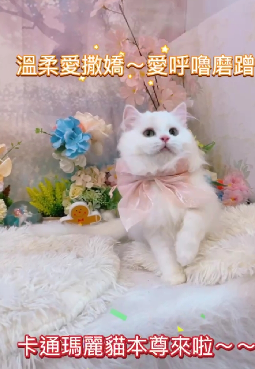 星光貓舍／白色英國長毛貓