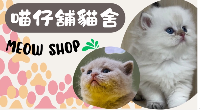 嚴選合法寵物店-喵仔舖貓舍