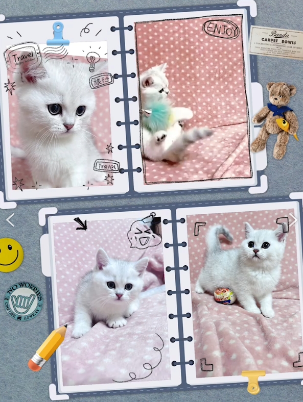 布魯斯貓舍／銀漸層英國短毛貓