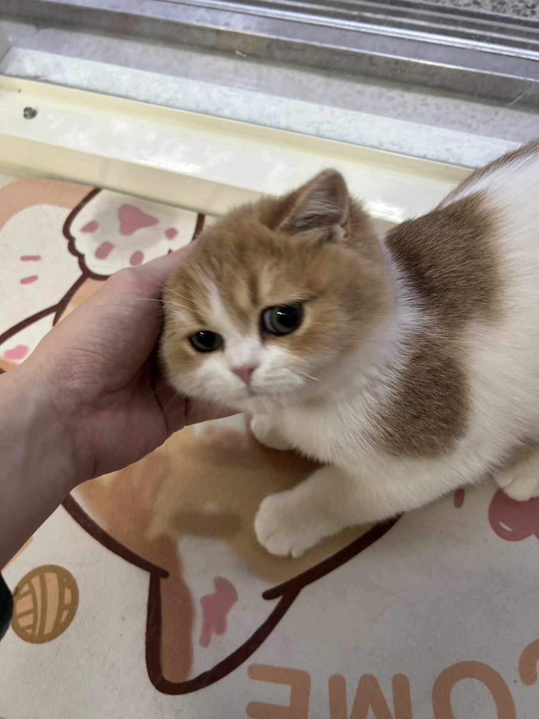 米米亞貓舍／英國短毛貓