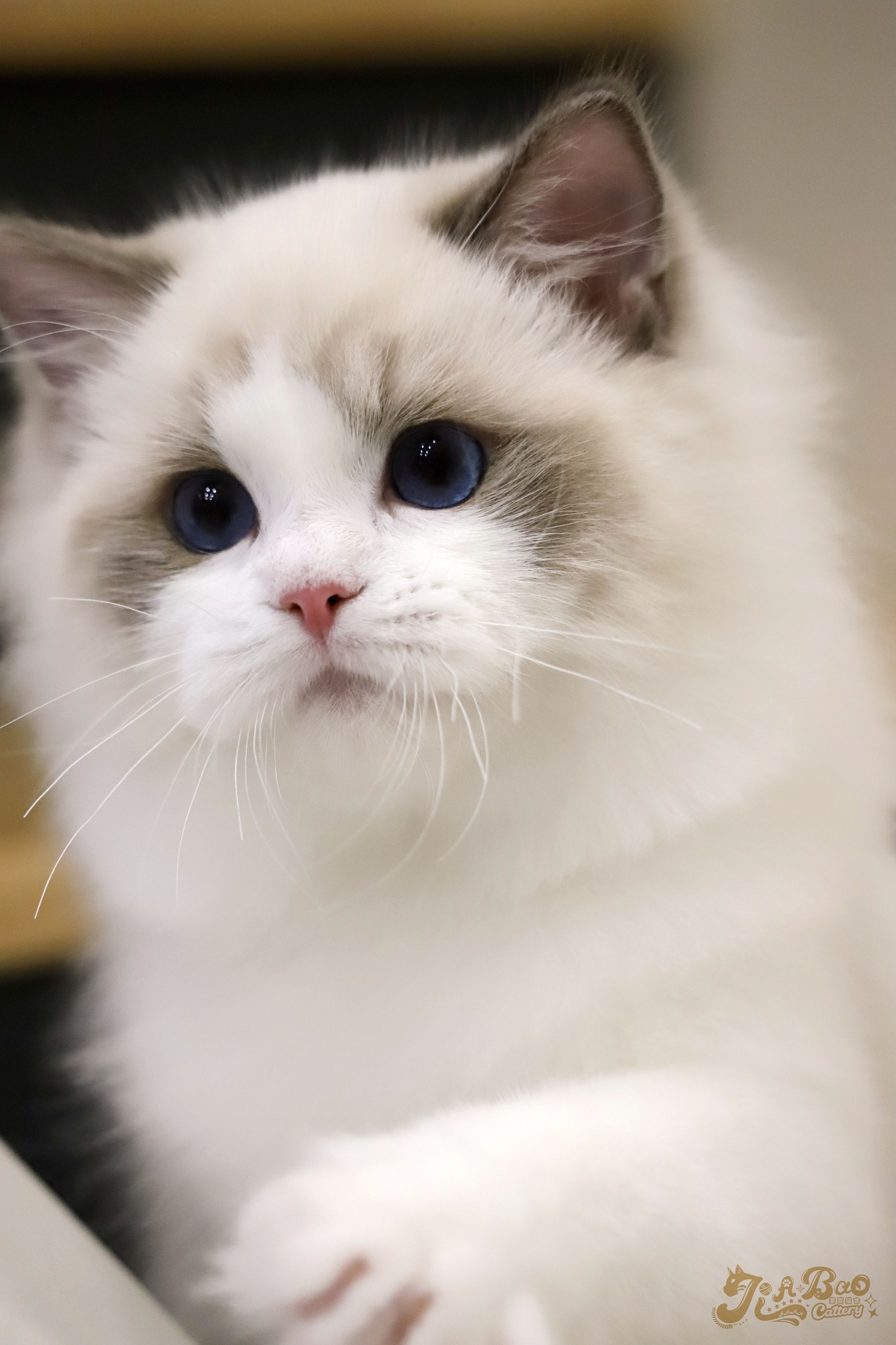 家寶寵物／藍雙色布偶貓