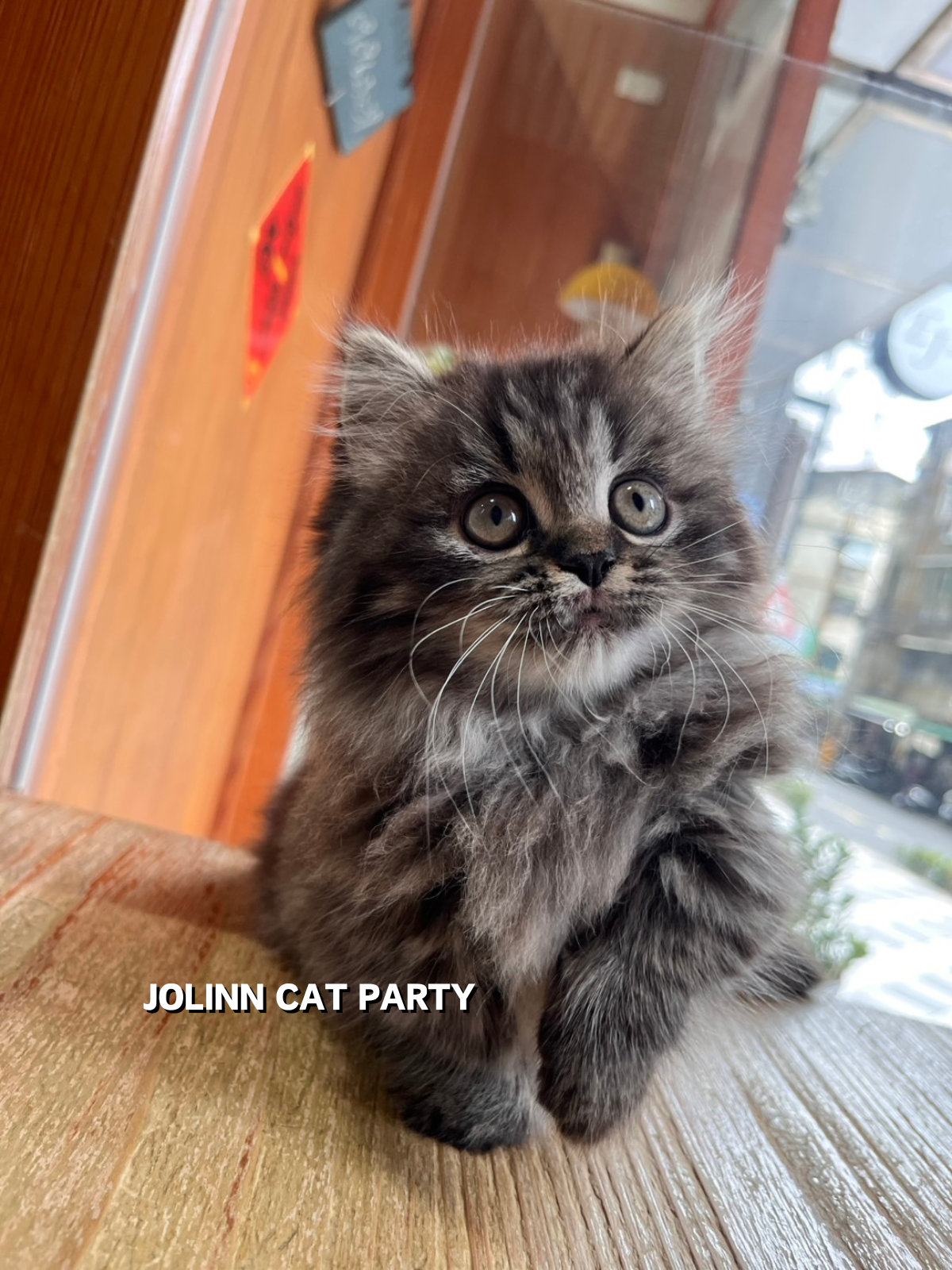 貓咪派對／虎斑紋小步舞曲