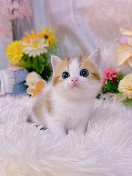 星光貓舍／金加白英國短毛貓