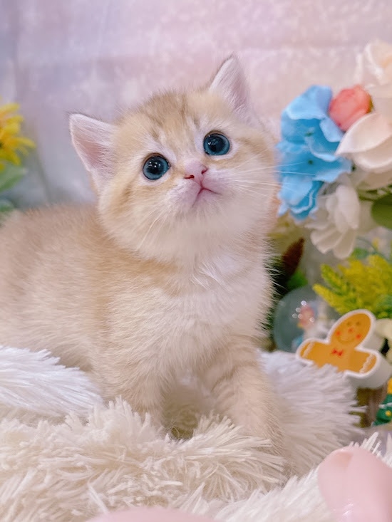 星光貓舍／巧克力金漸層英國短毛貓