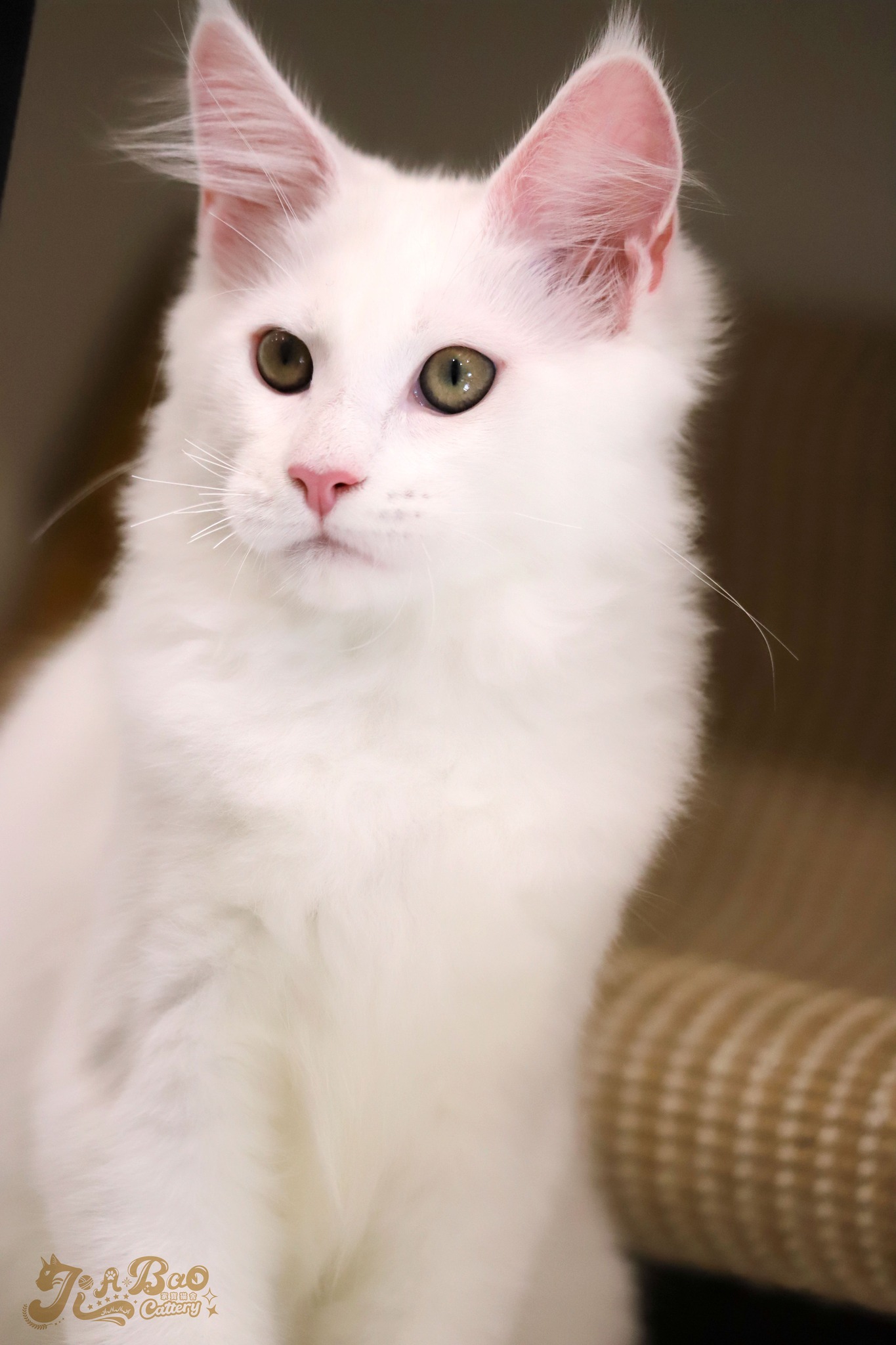 家寶寵物／白色緬因貓