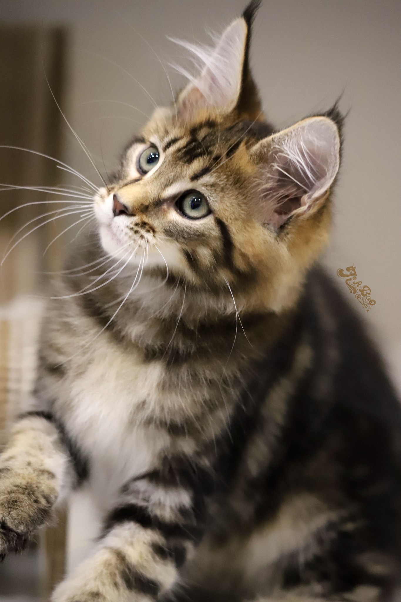 家寶寵物／棕虎斑緬因貓