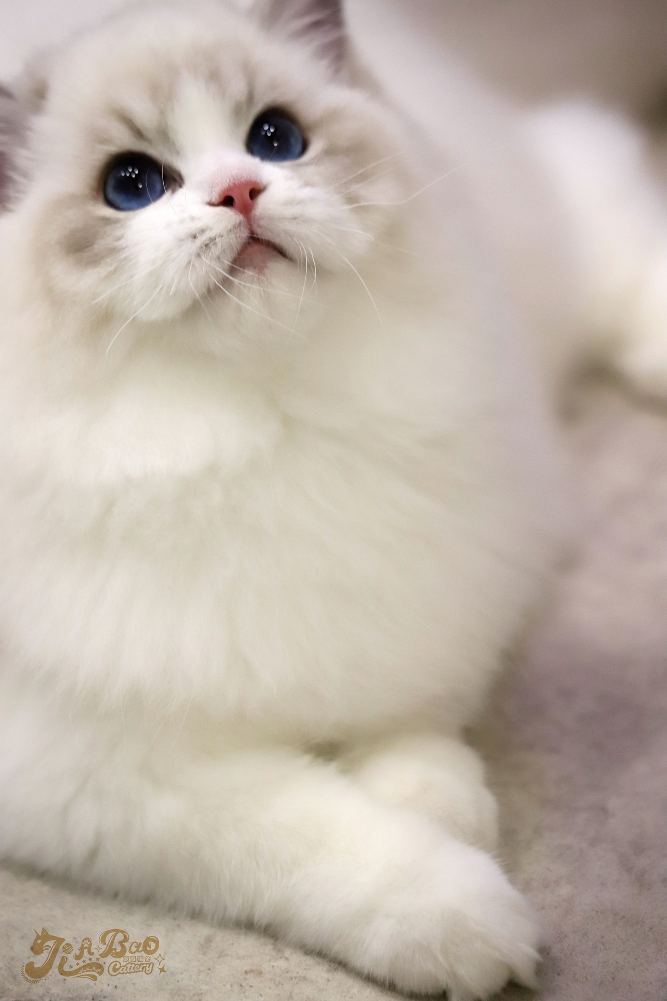 家寶寵物／藍山貓雙色布偶貓