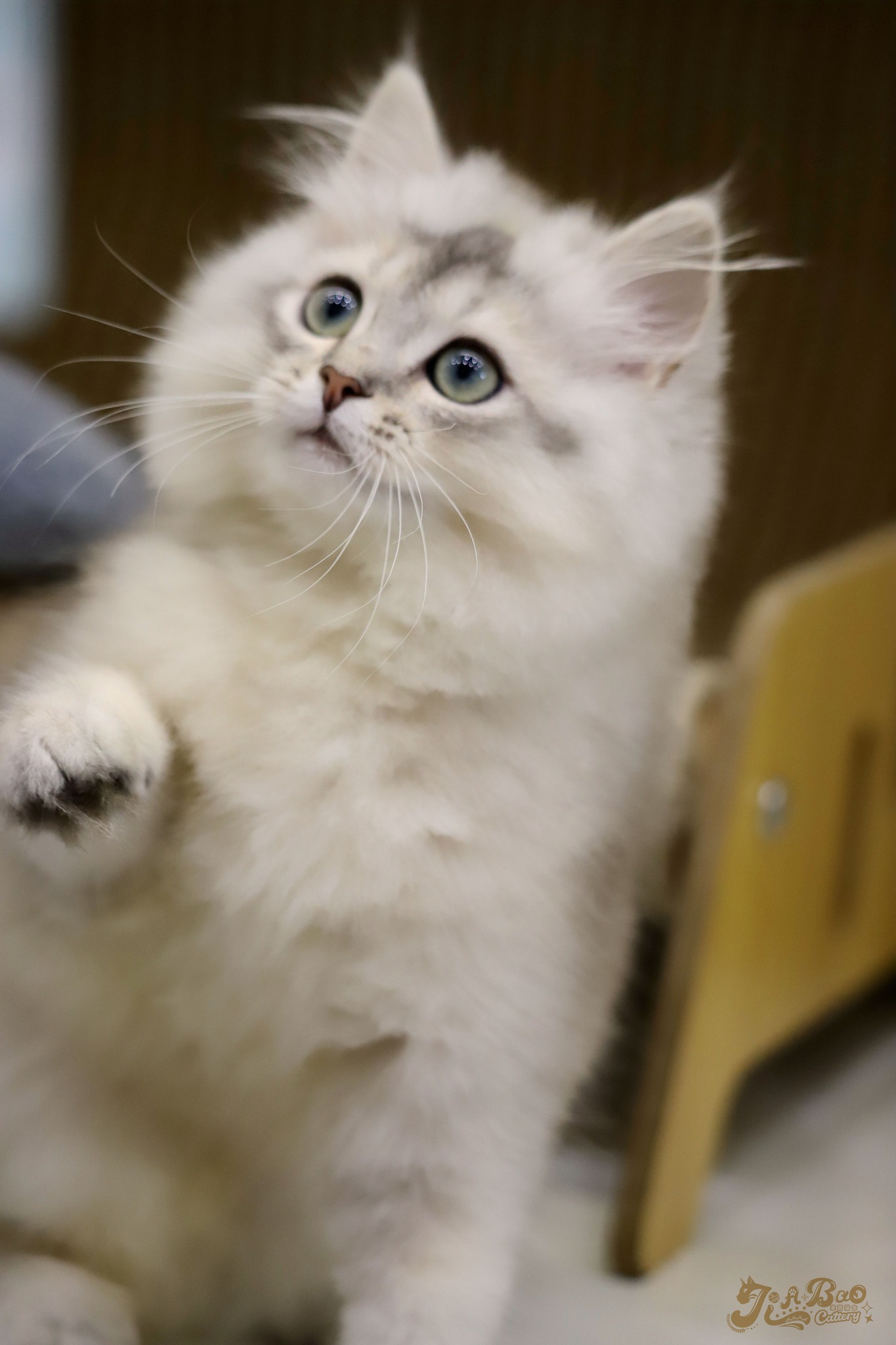 家寶寵物／銀漸層非標準小步舞曲