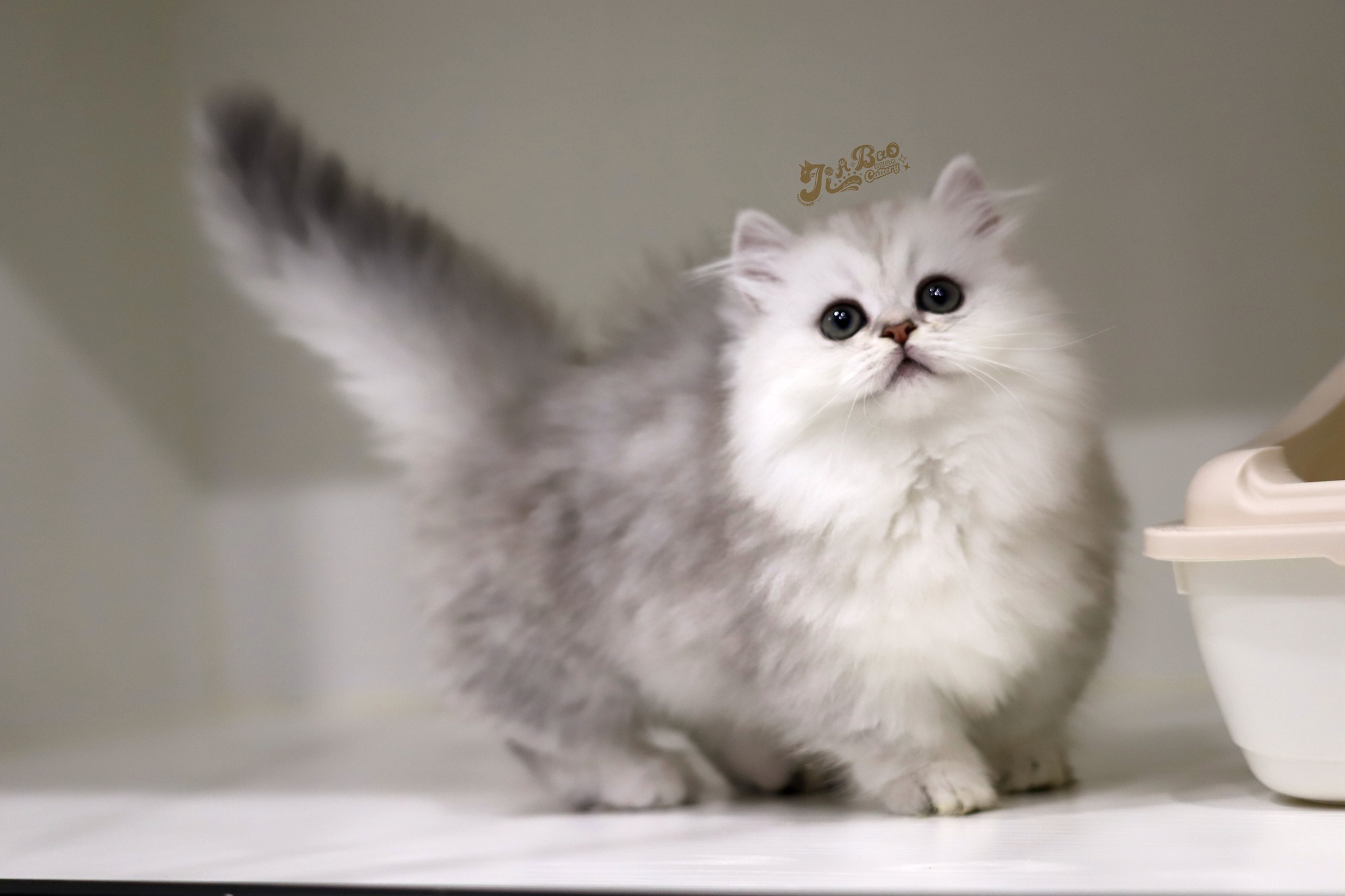 家寶寵物／銀漸層小步舞曲