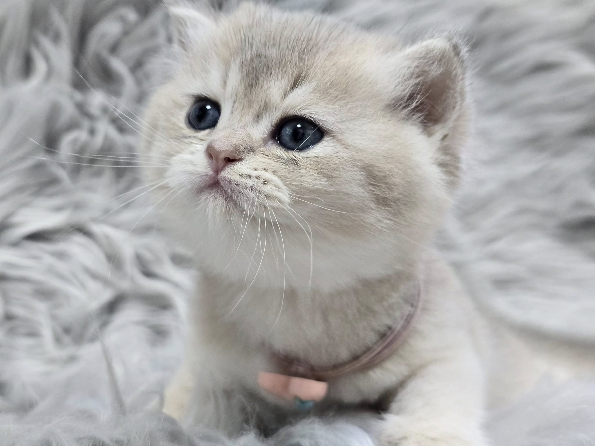 米琪蘇貓舍／藍金漸層英國短毛貓