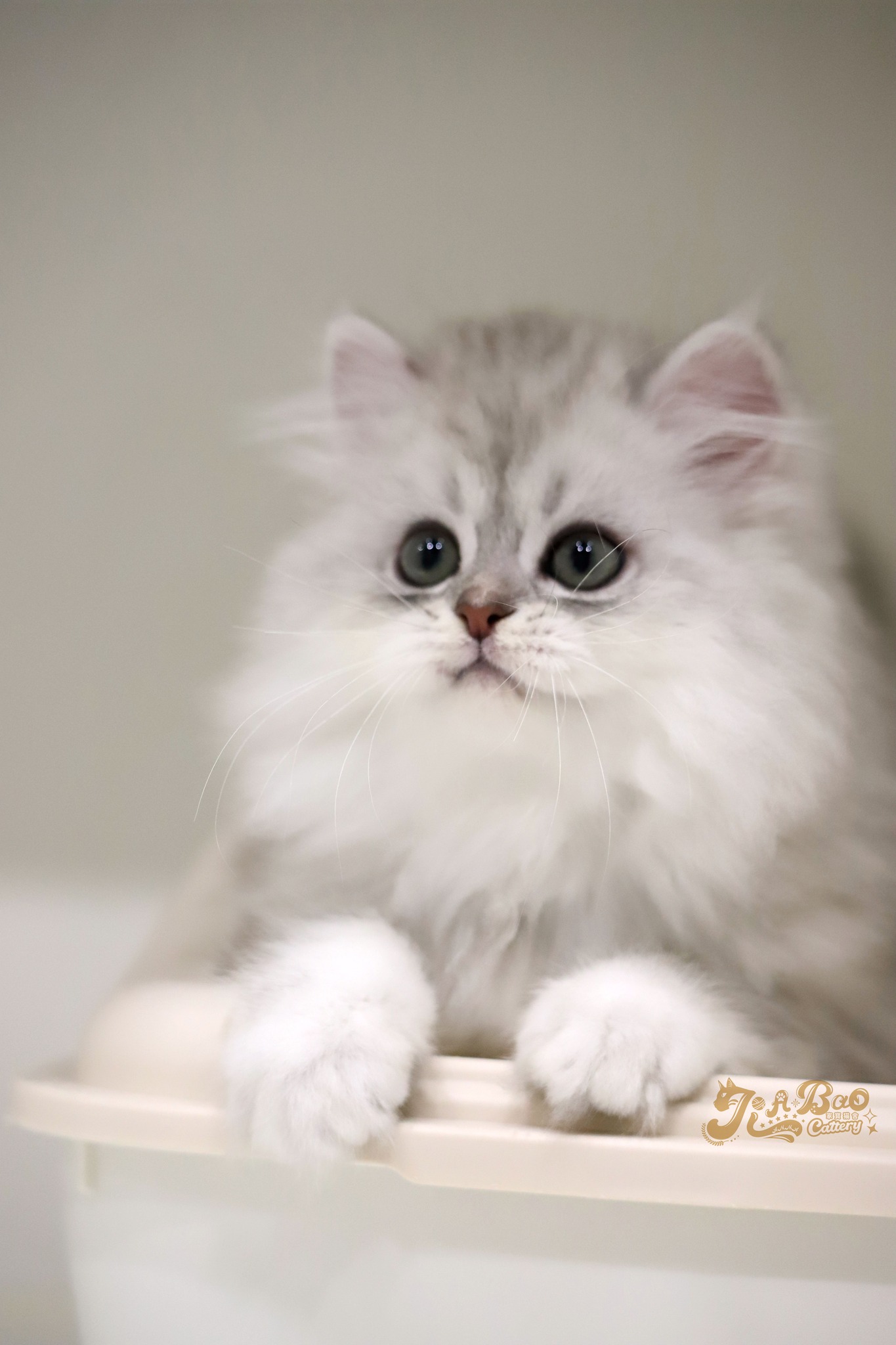 家寶寵物／銀漸層非標準小步舞曲