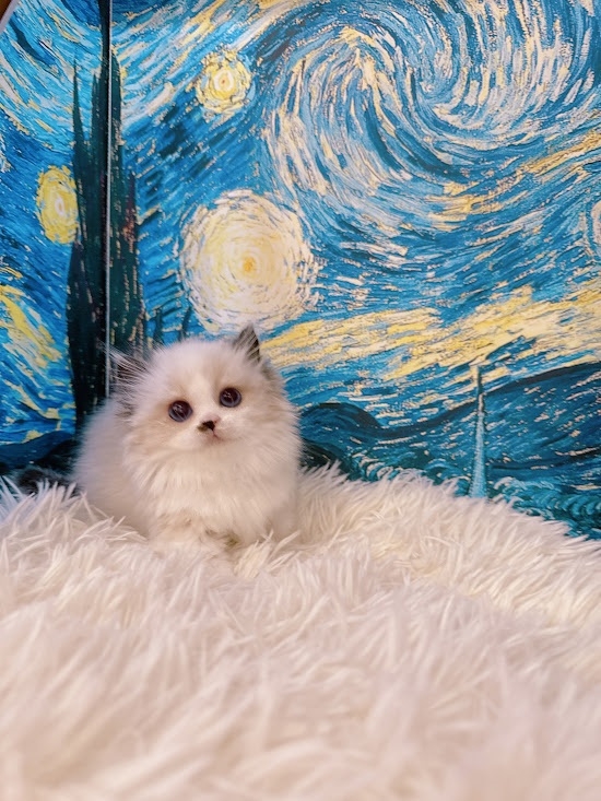 星光貓舍／布偶海豹雙色小步舞曲