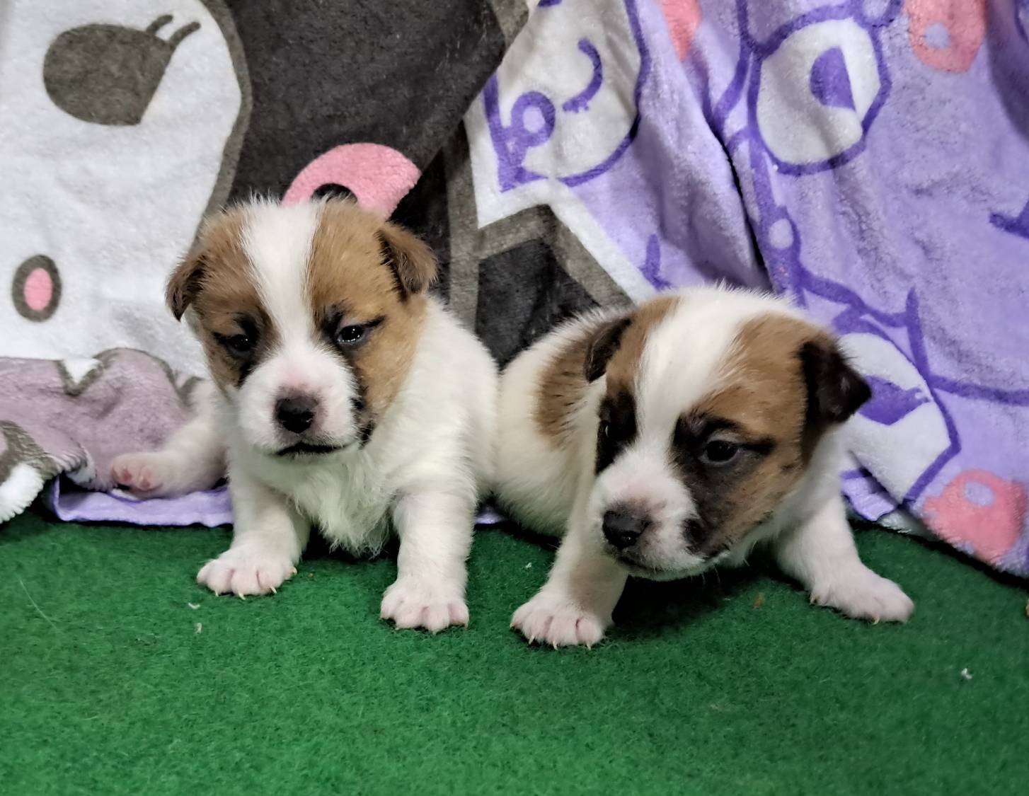 愛玩家犬貓寵物坊／剛毛傑克羅素