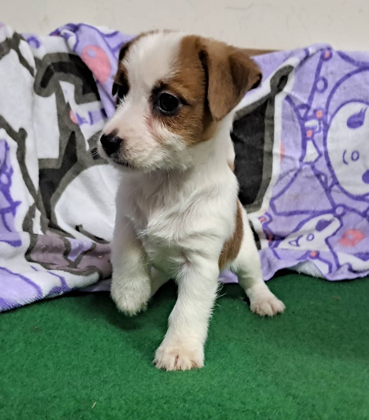 愛玩家犬貓寵物坊／剛毛傑克羅素