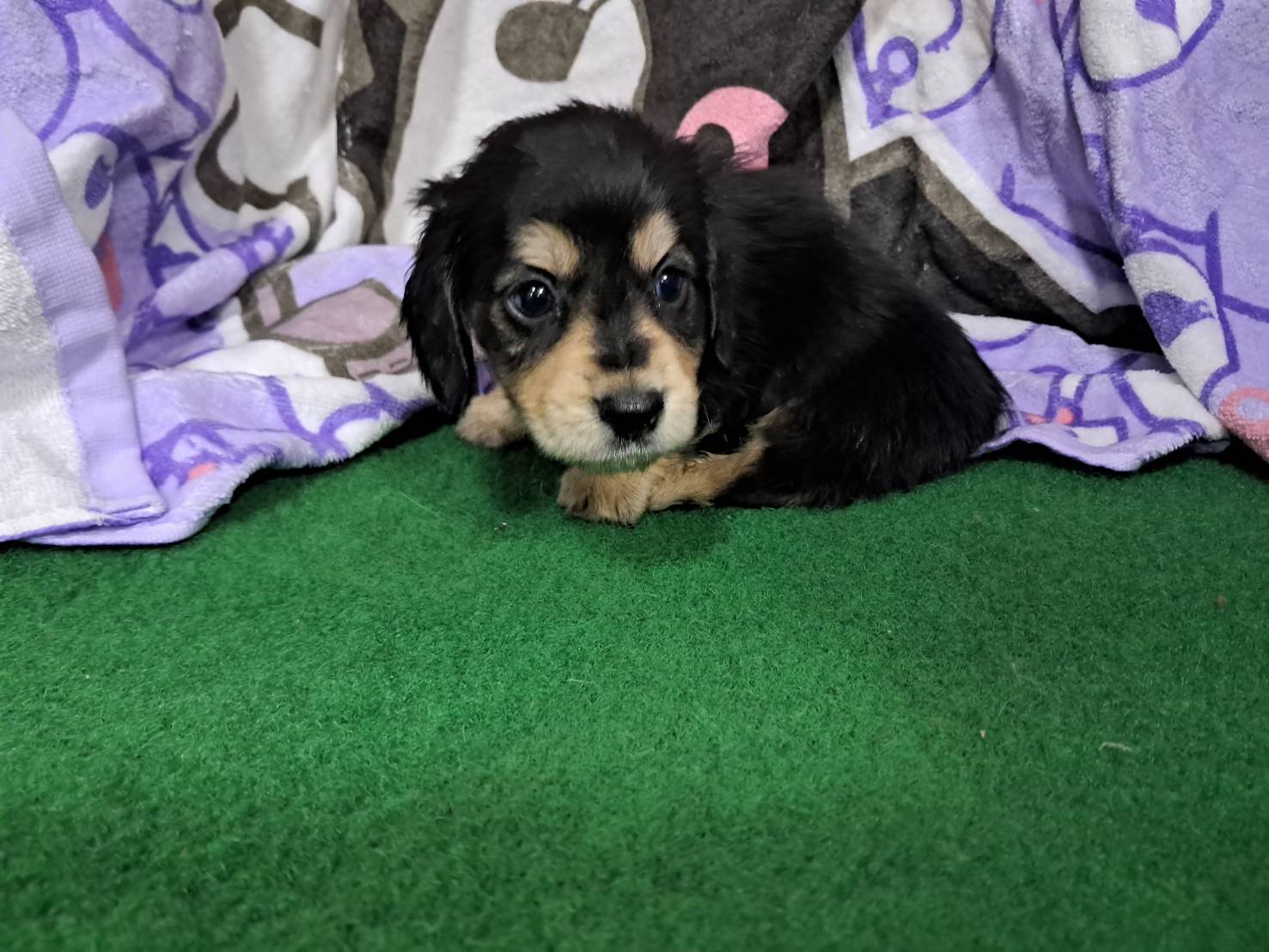 愛玩家犬貓寵物坊／黑奶油長毛臘腸