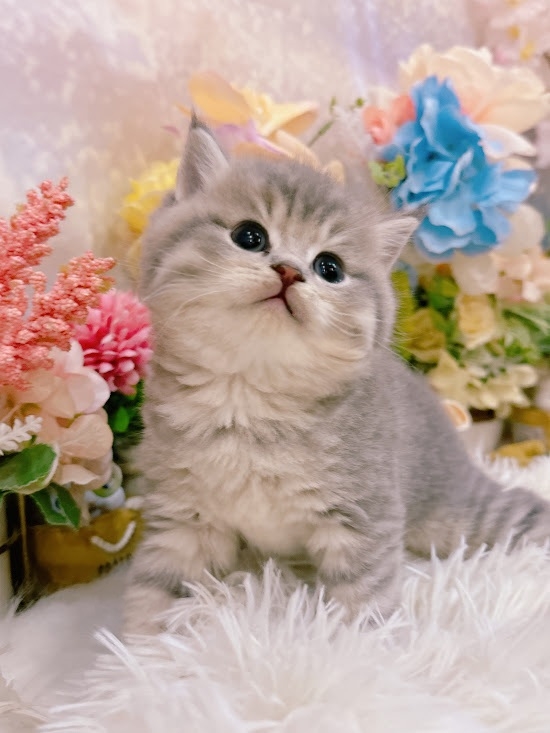 星光貓舍／藍金色英國短毛貓