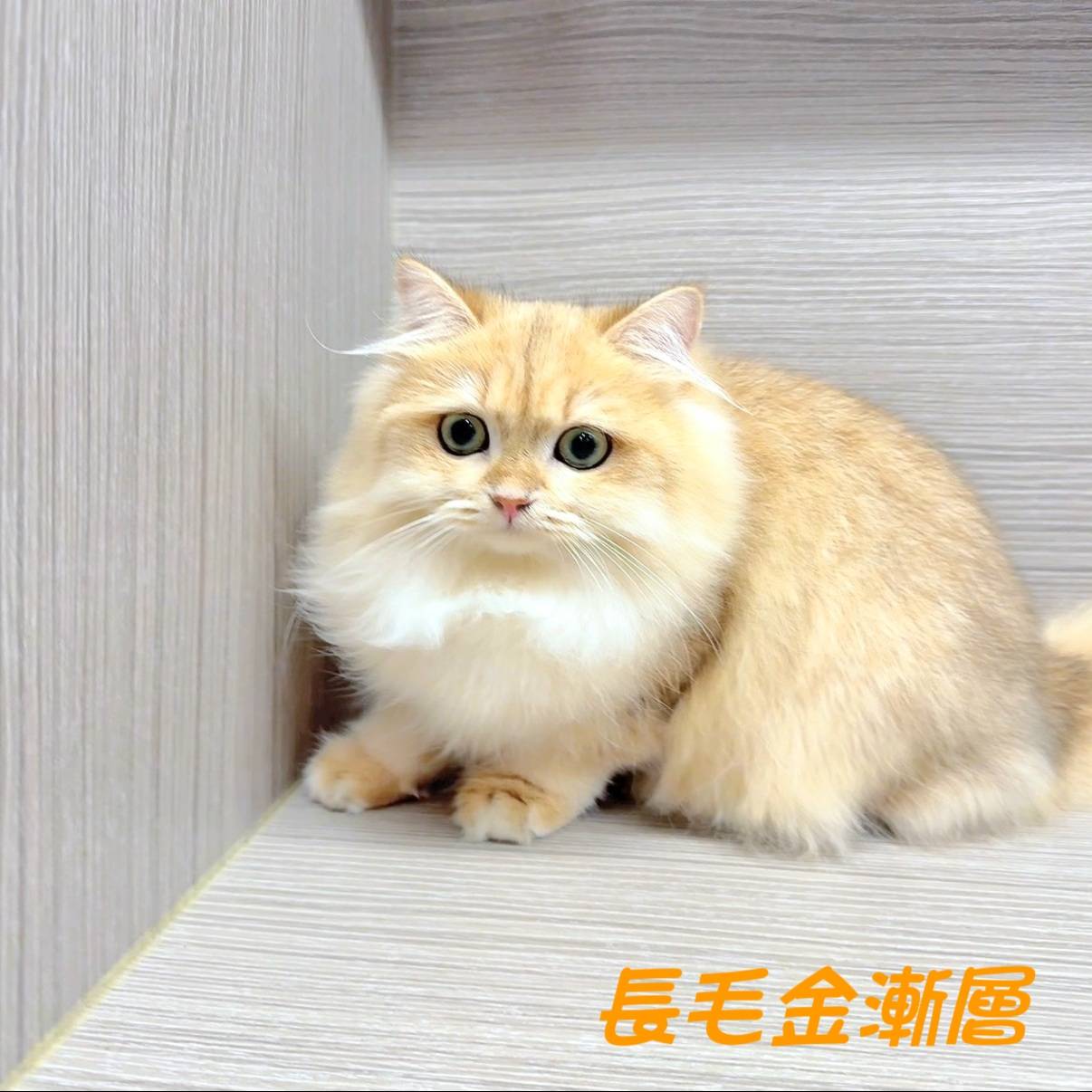 愛神寵物 吉利貓／金漸層英國長毛貓