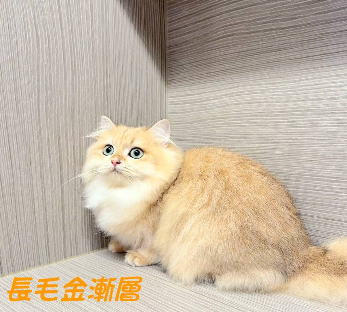 愛神寵物 吉利貓／金漸層英國長毛貓