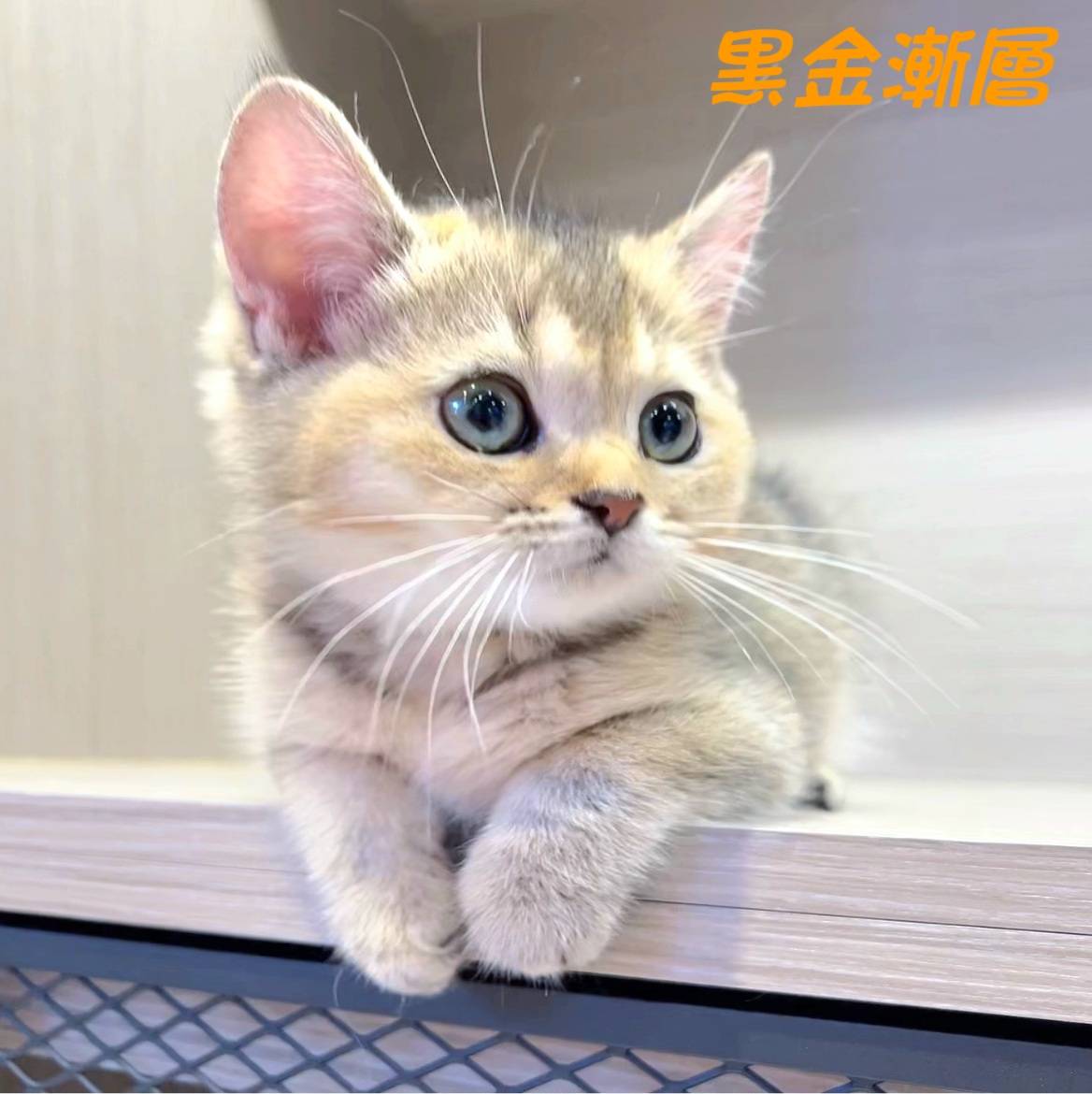 愛神寵物 吉利貓／黑金漸層英國短毛貓
