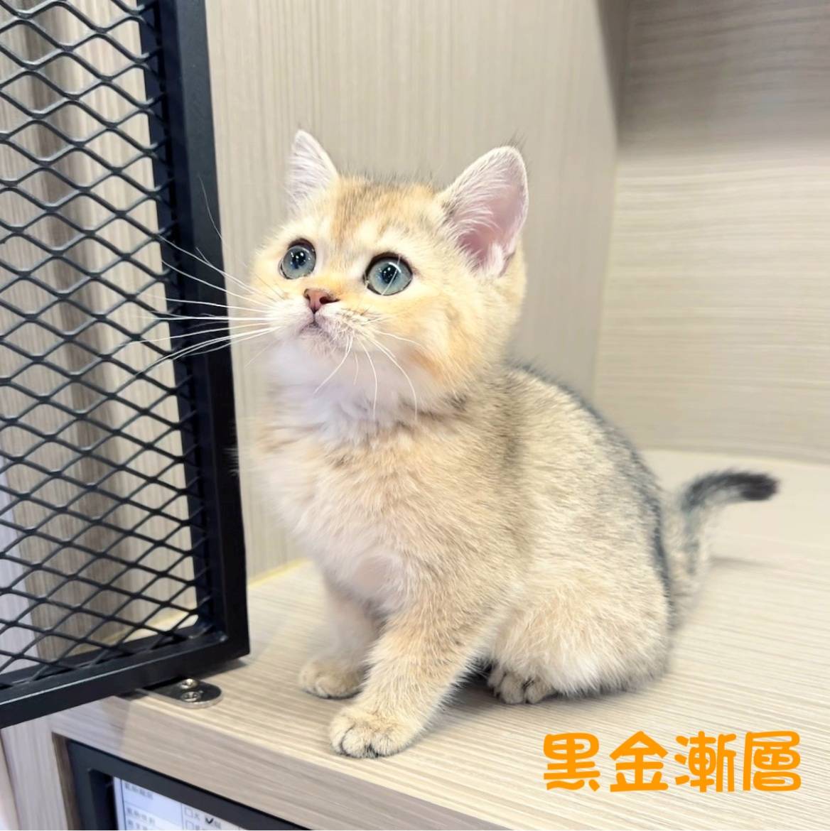 愛神寵物 吉利貓／黑金漸層英國短毛貓