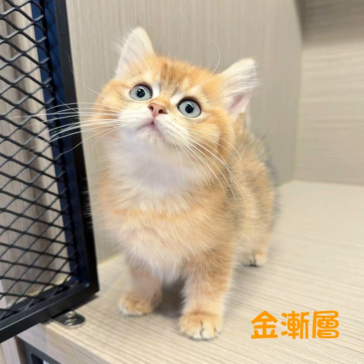 愛神寵物 吉利貓／金漸層英國短毛貓
