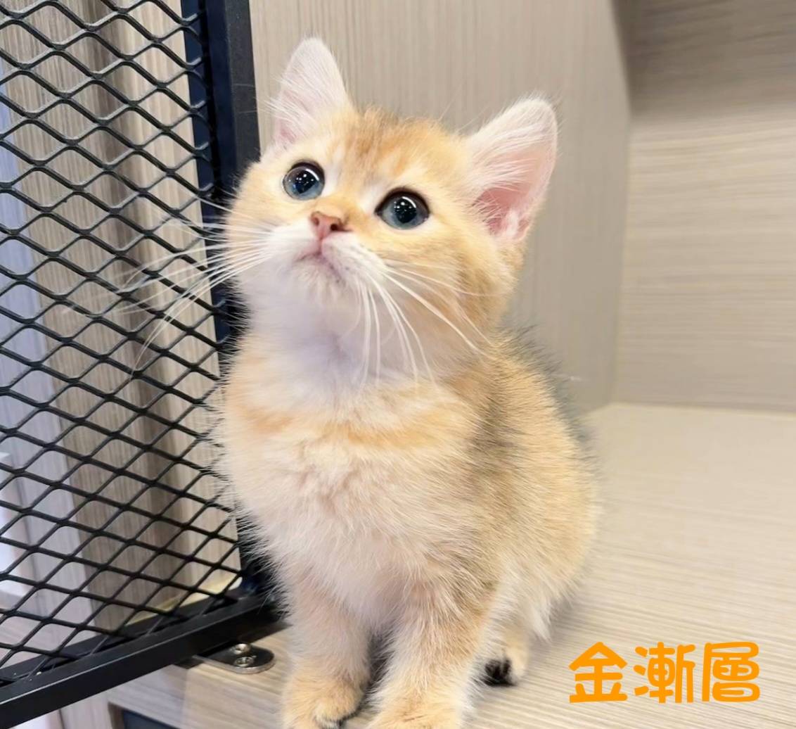 愛神寵物 吉利貓／金漸層英國短毛貓