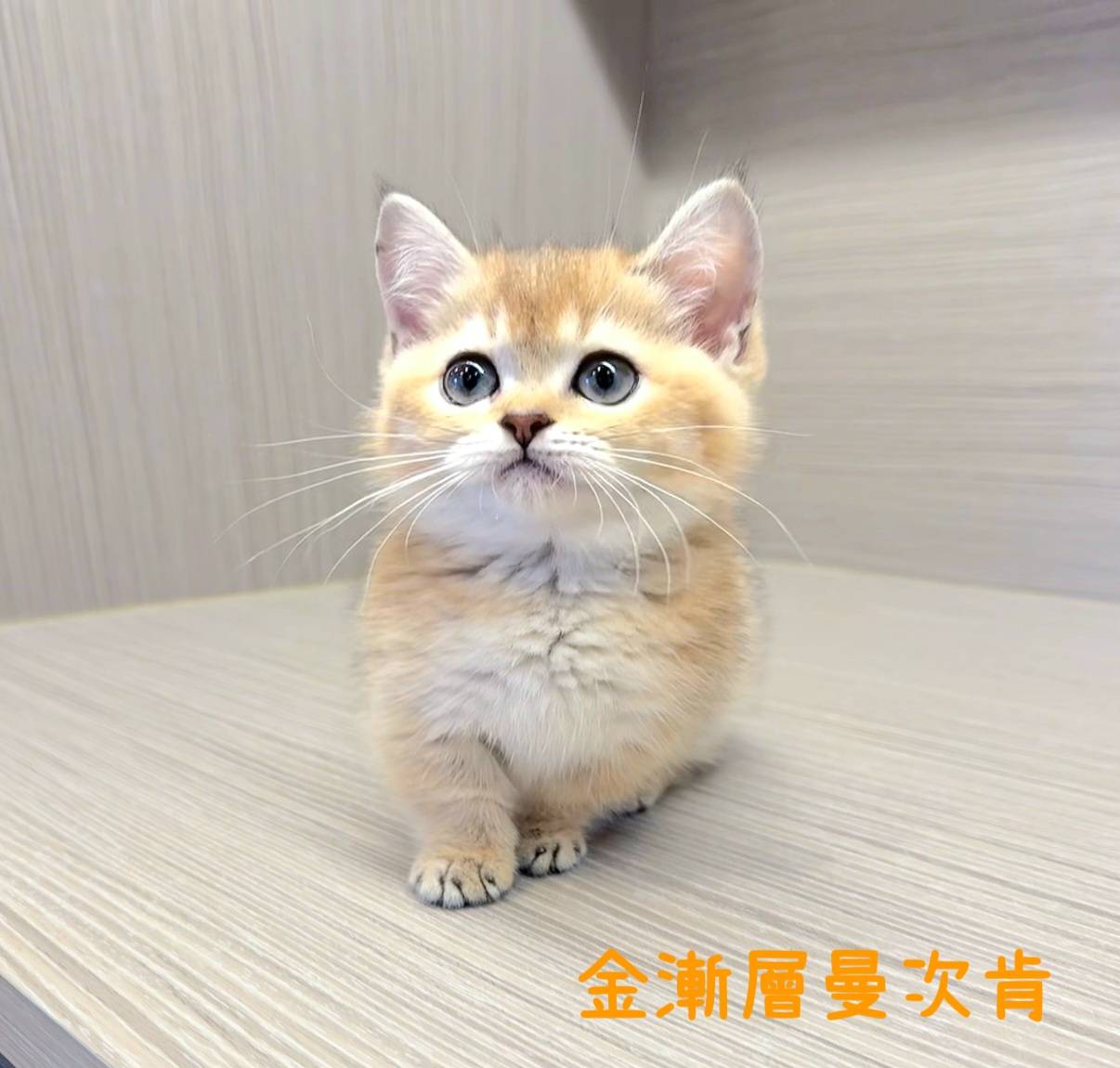 愛神寵物 吉利貓／金漸層曼赤肯