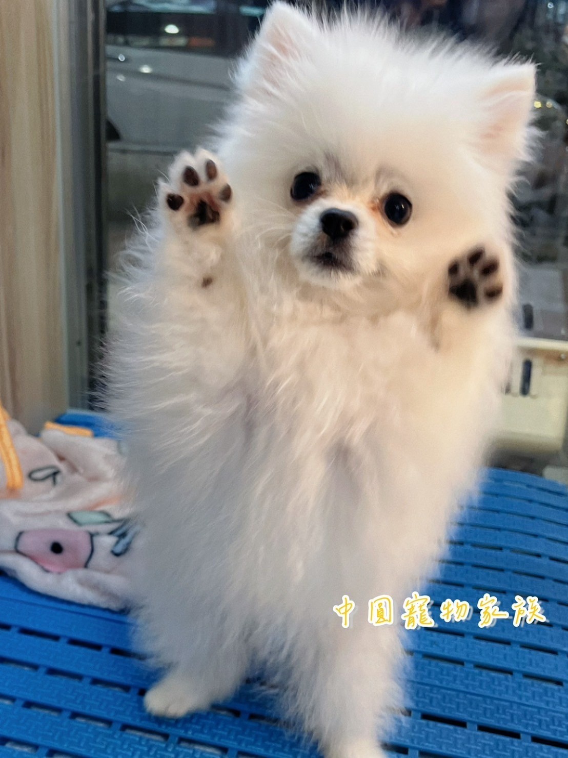 中圓寵物家族／白色博美犬