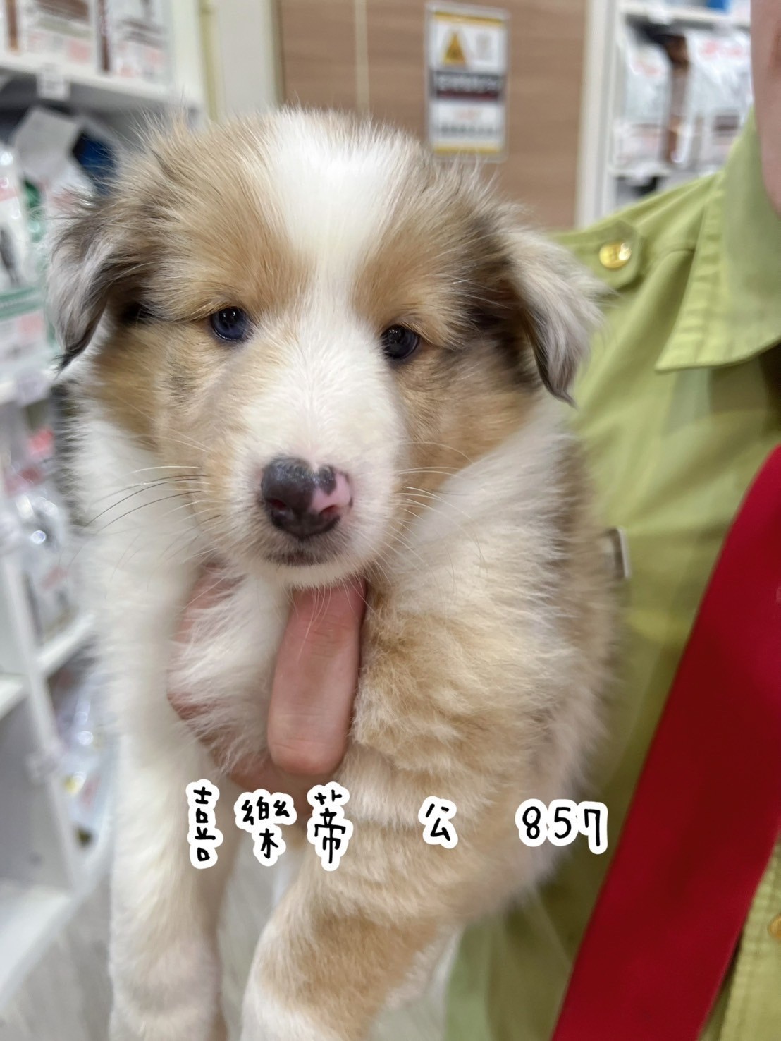 中圓寵物家族／喜樂蒂