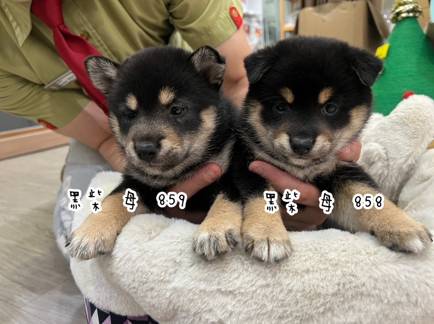 中圓寵物家族／黑色柴犬