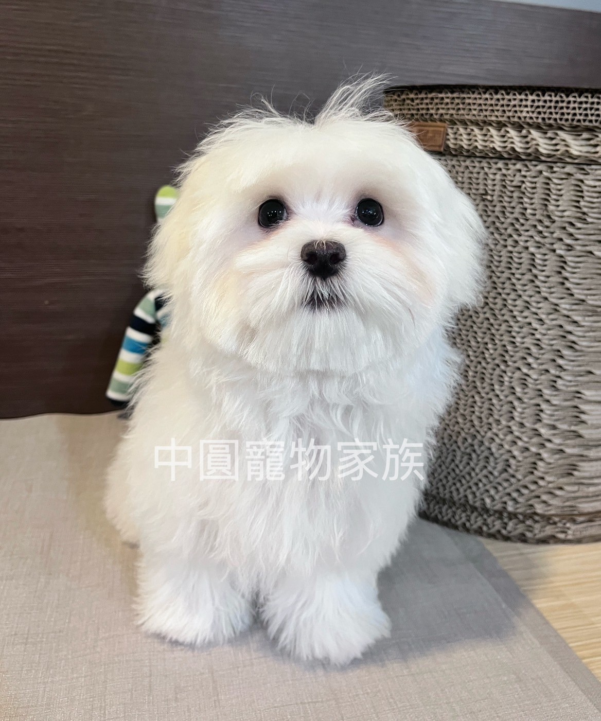 中圓寵物家族／瑪爾濟斯