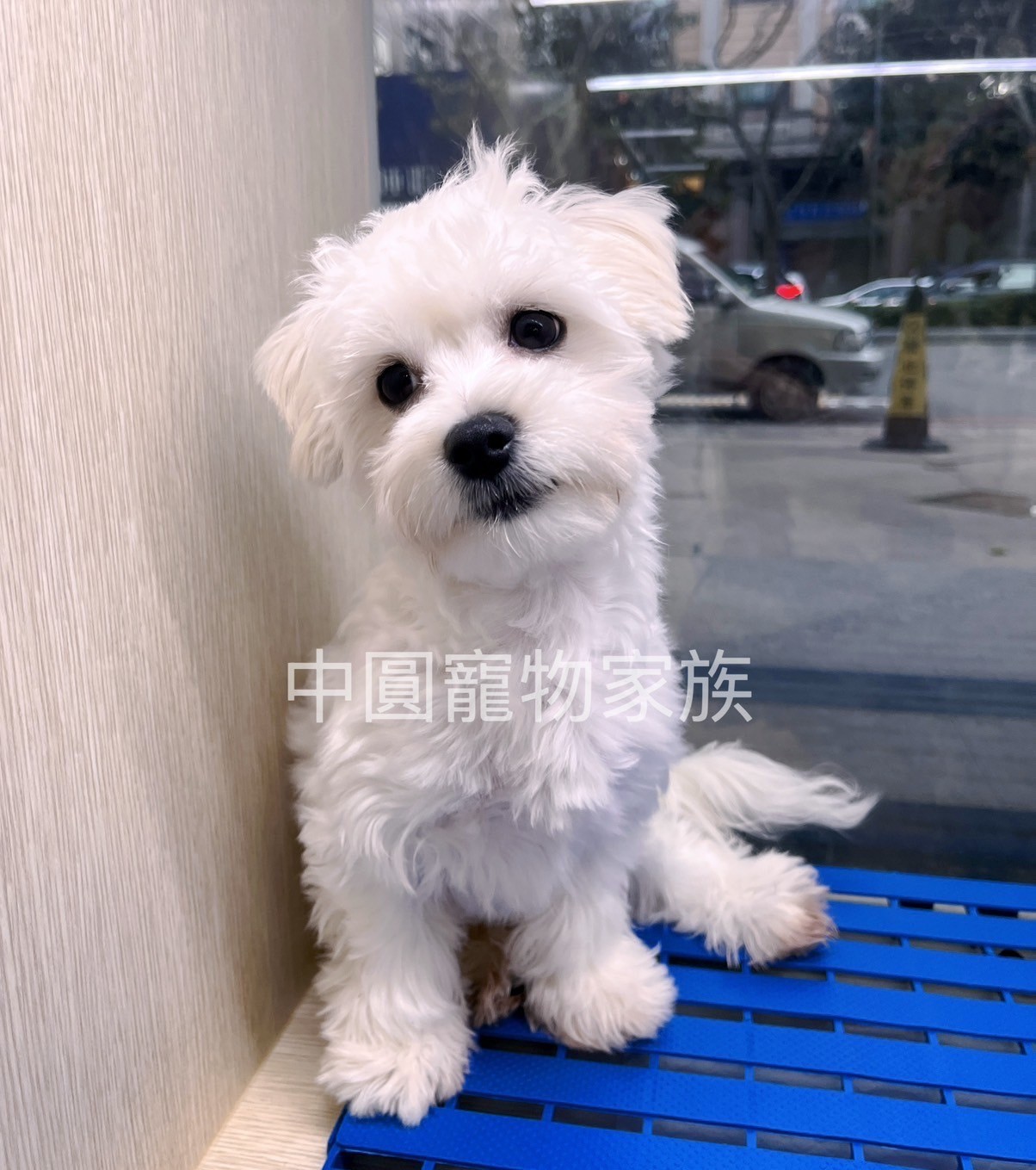 中圓寵物家族／瑪爾濟斯