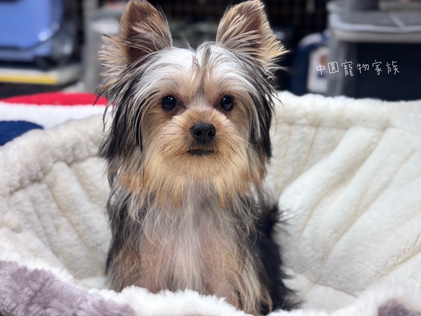 中圓寵物家族／黑金約克夏