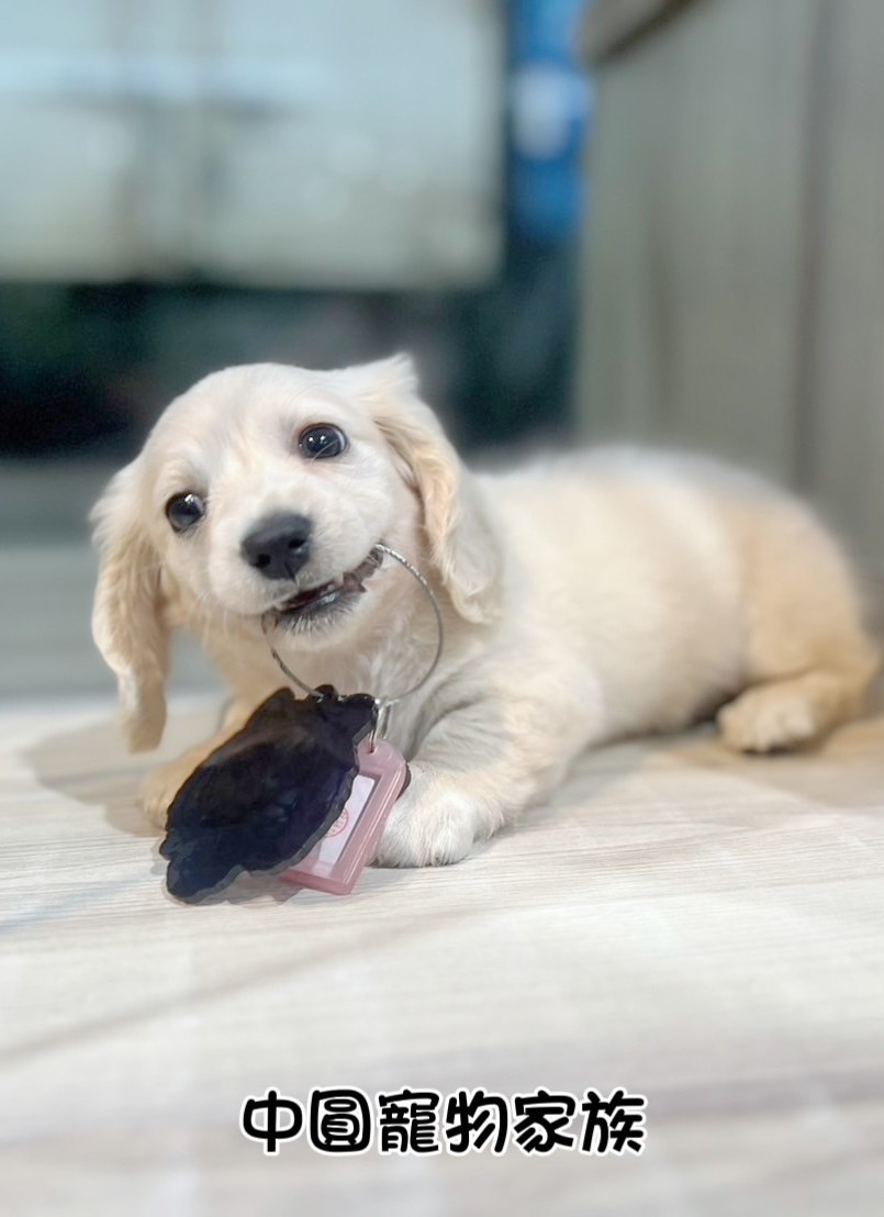 中圓寵物家族／奶油長毛臘腸