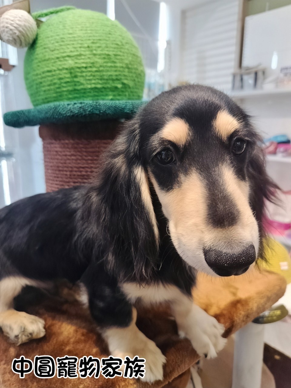 中圓寵物家族／黑奶色長毛臘腸犬