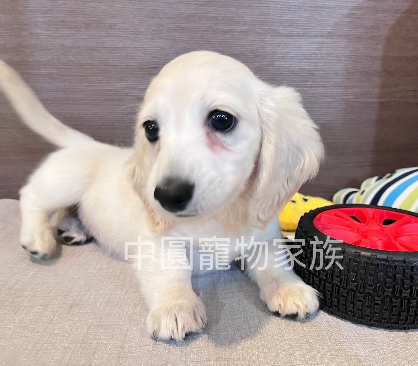 中圓寵物家族／奶油長毛臘腸