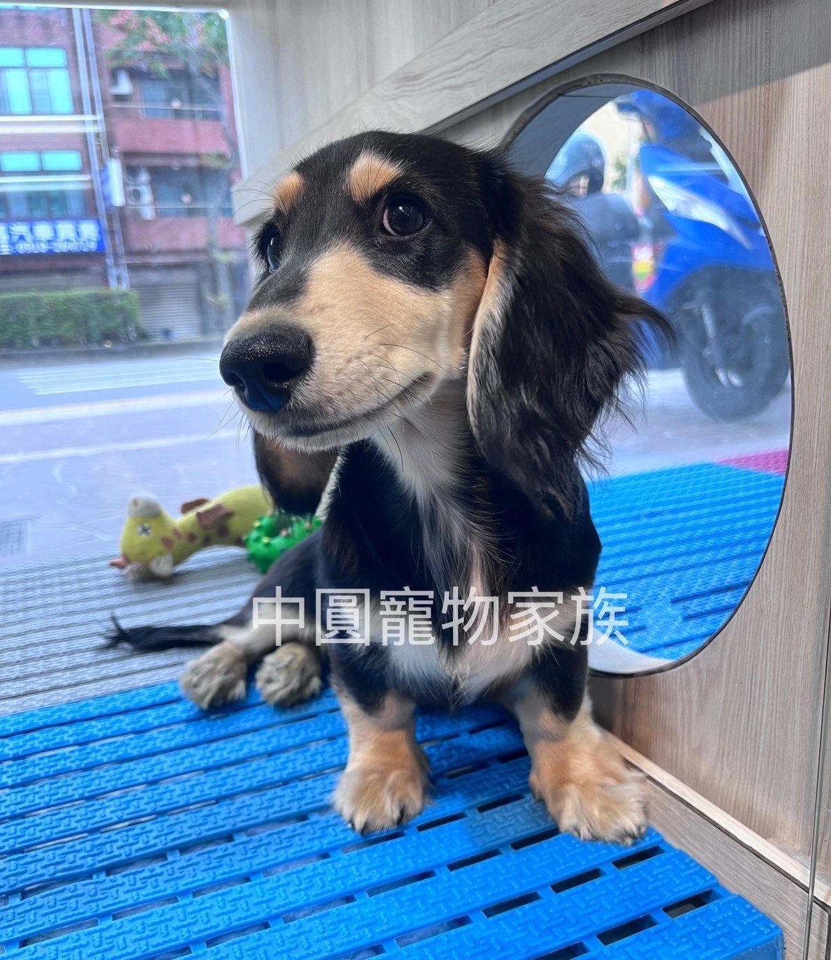 中圓寵物家族／黑奶色長毛臘腸犬