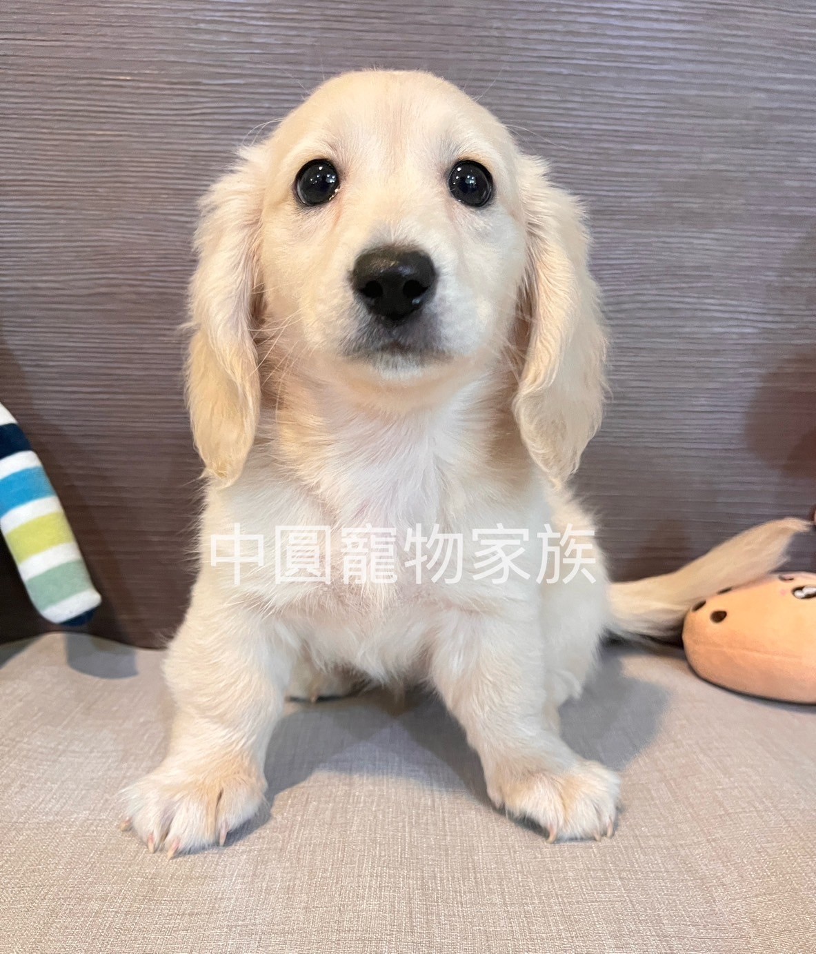 中圓寵物家族／奶油色長毛臘腸犬